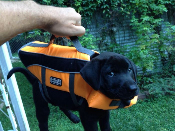 This Briefcase Contains Important Lab Results