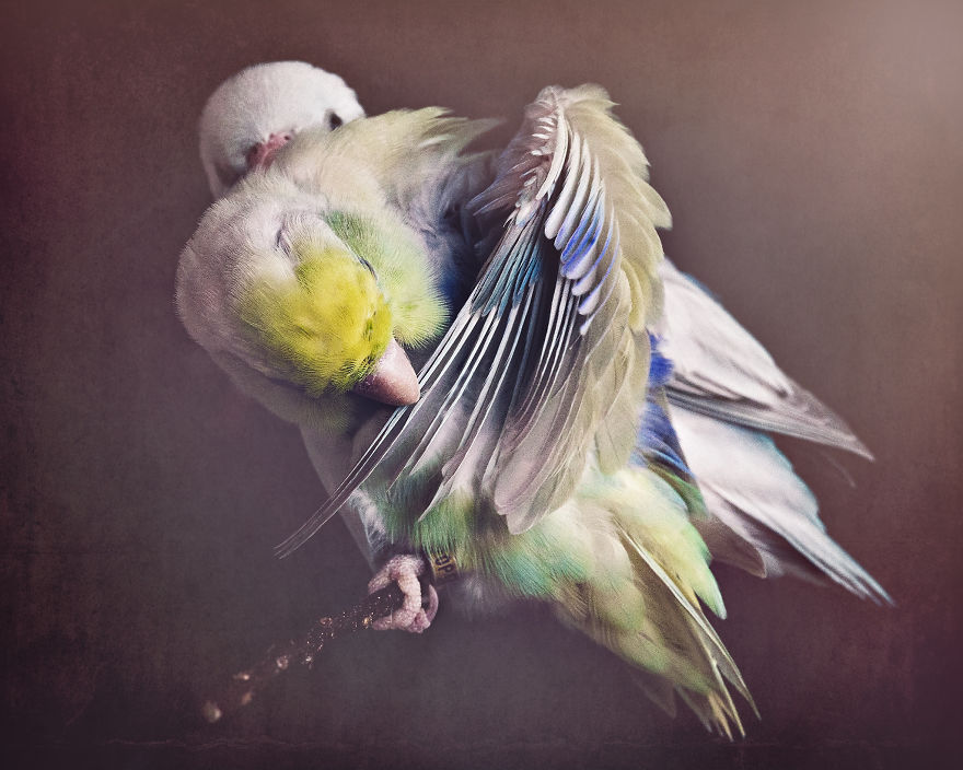 I Document A Storybook Love Between My Pastel Parrotlets, And The Result Will Melt Your Heart
