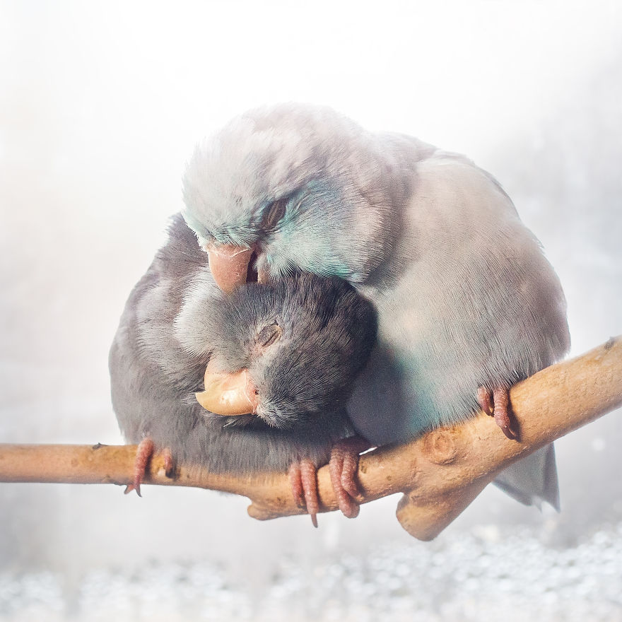 I Document A Storybook Love Between My Pastel Parrotlets, And The Result Will Melt Your Heart