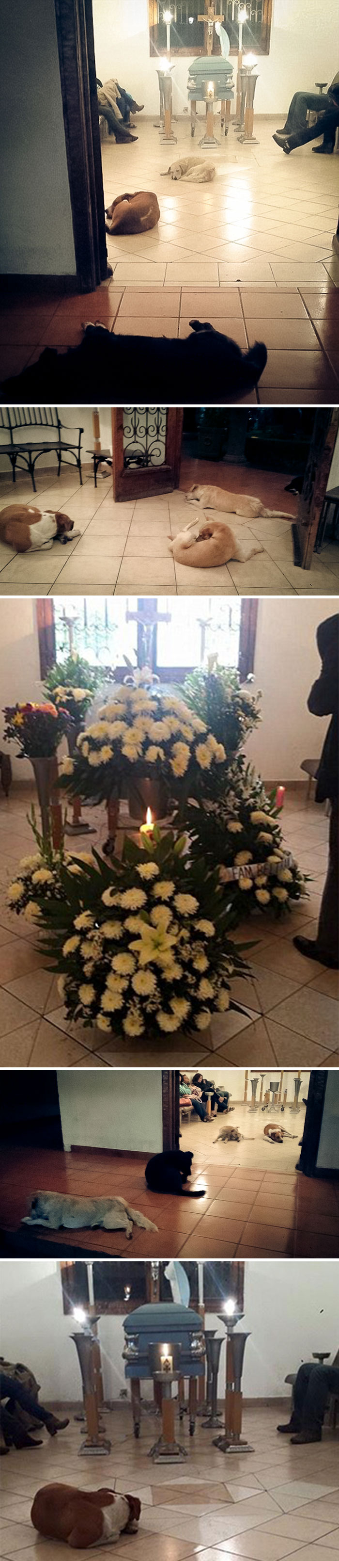 Stray Dogs Suddenly Show Up At Funeral Of Woman Who Spent Her Life Feeding Them