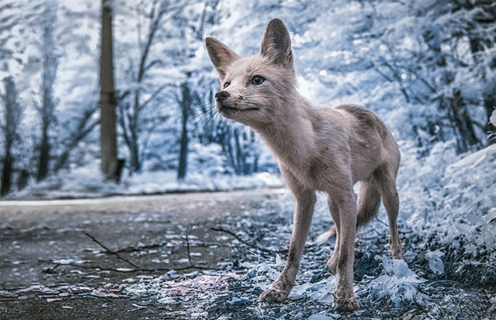 Chernobyl Shot With Infrared Photography Looks More Haunting Than Ever (Interview)