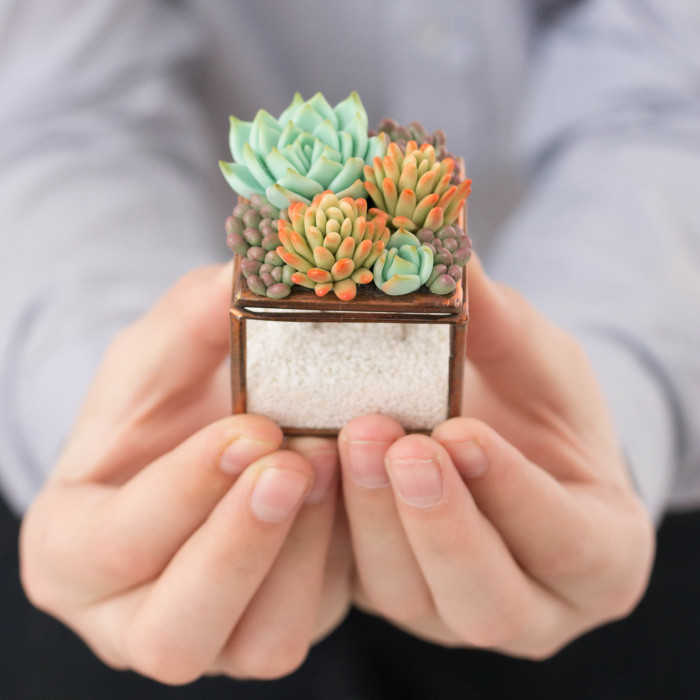 Polymer Clay And My Succulent Mania