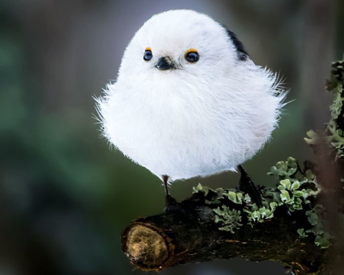 Finnish Photographer Shoots Real Life Angry Birds, And We Can’t Finish Looking At Them