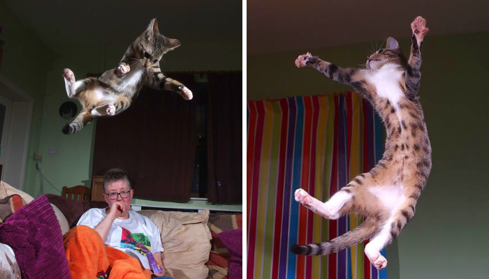 32 Evidences That Our Kitten Is A Part Kangaroo And Part Velociraptor