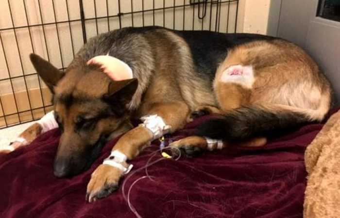 Brave Dog Gets Shot While Protecting His 16-Year-Old Owner From Armed Intruders