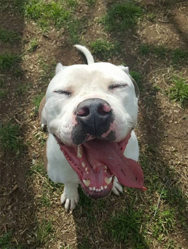 You Too Can Make A Dog Look This Happy. Volunteer At Your Local Animal Shelter. This Is Linus At Austin Animal Center