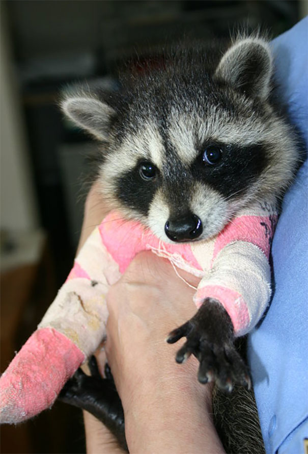 Just Started Volunteering At A Wildlife Center, Here Is A Young Raccoon With Two Broken Legs