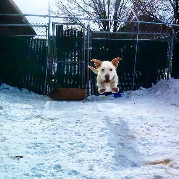 "Of Course Dogs Can Fly!" - Rio