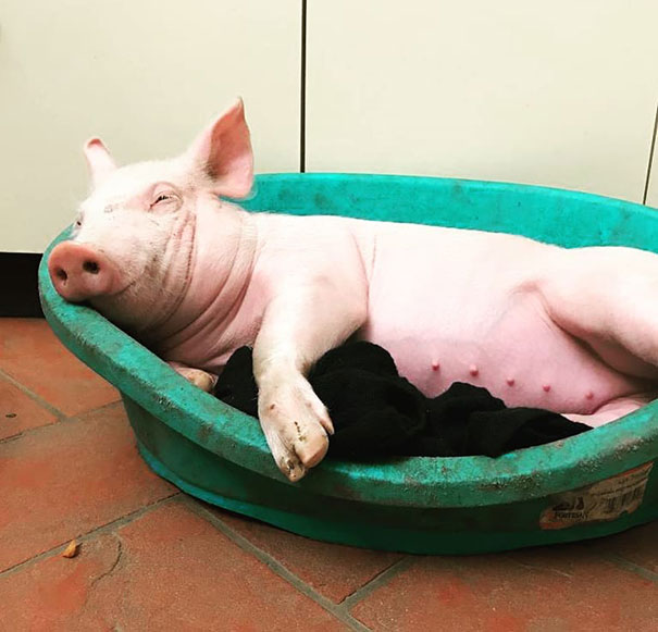 Many People Asked This Shelter To Save Even More "Farmed" Animals And This Is Their Rescued Little Pig Lino