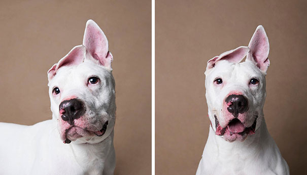 Meet Kane, A Happy, Deaf Dogo Argentino And Ex-Baitdog Used In Fighting Rings, Also The Newest Transfer To The Shelter Where I Work