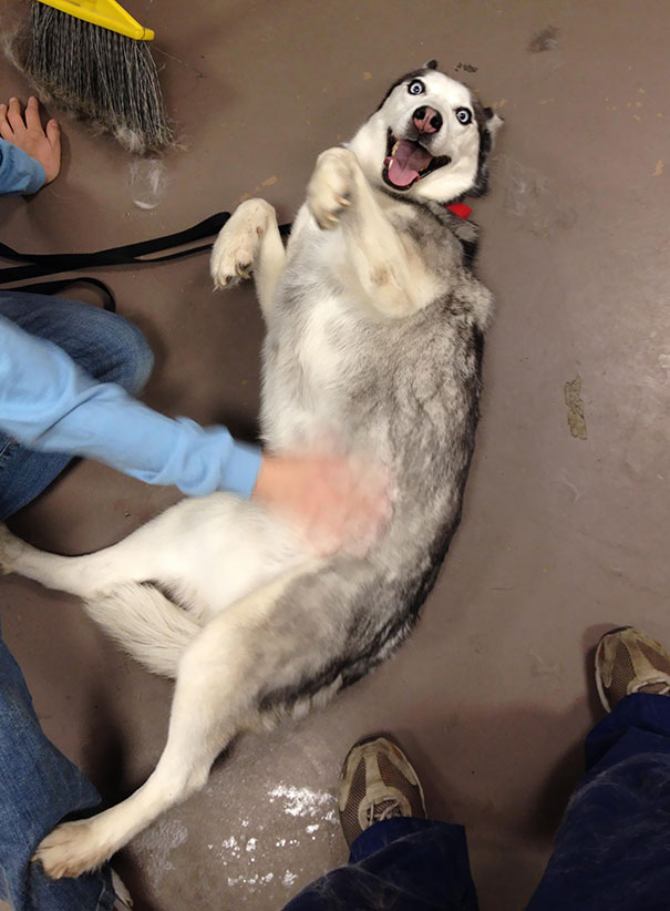 I Work At An Animal Shelter. We Pulled This Dog From A Local Animal Control Agency. She Was Kind Of Excited To Come With Us