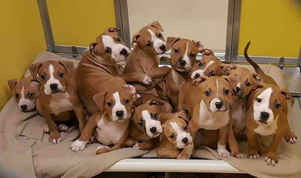 My Local Animal Shelter Just Got In A Litter Of Boxer Puppies