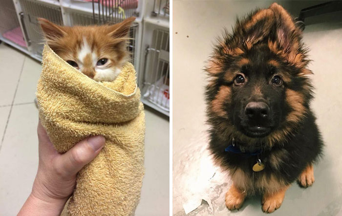 People Who Work With Animals Are Sharing Their Cutest Photos, And We Can’t Get Enough