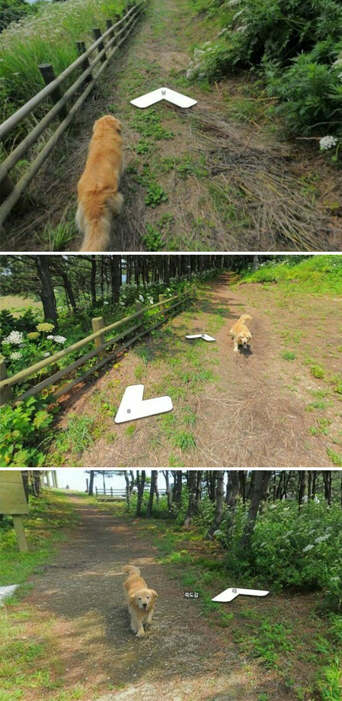 This Dog Followed The Google Earth Guy