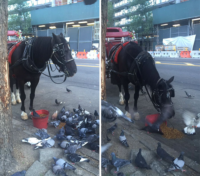 The Pigeons Were Crowding This Horse's Bucket So He Dumped Out Some Feed For Them