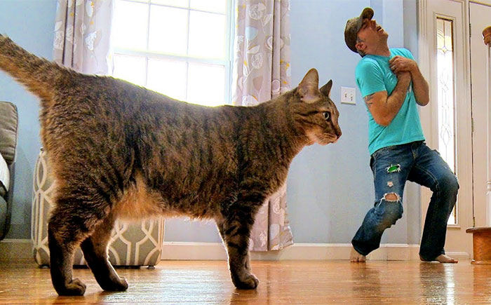 Cat Owner Fakes His Death To See How His Kitty Would React, Doesn’t Expect Reaction Like This