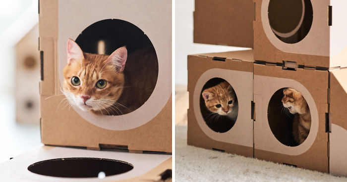 Architect Couple Turns Cardboard Boxes Into Stackable Cat Fort, And Here’s How Cats React