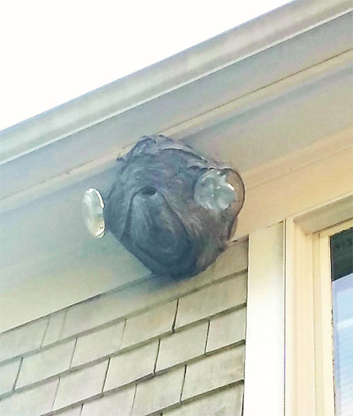 The Hornet's Nest Near My Roof Looks Like Admiral Ackbar