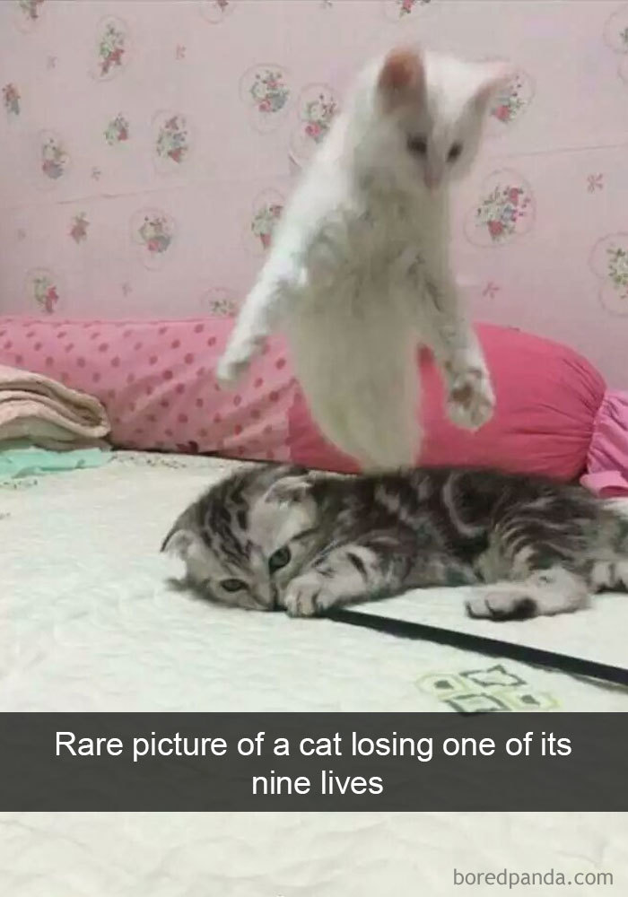 Snapchats Funny Cats