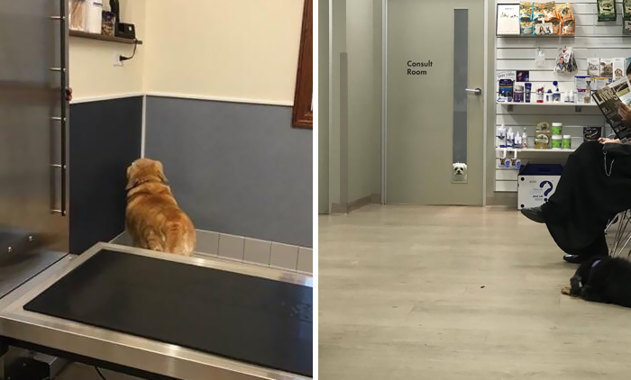 58 Hilarious Moments When Dogs Realized They Were Going To The Vet Instead Of The Park