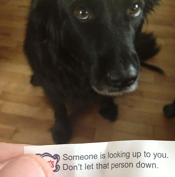 86 Times Fortune Cookie Sayings Were Too Sassy To Handle