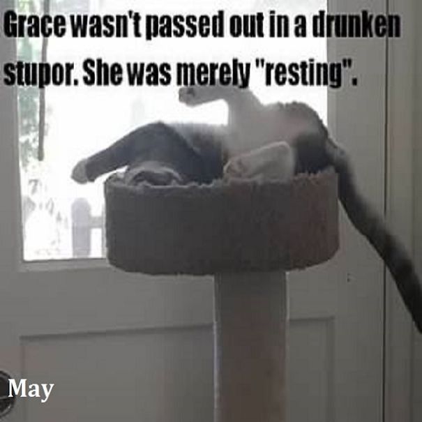 This Is A "Thank You" Calendar For My Friend Sarah, Who Helped Me Get Sober. This Is Her Cat, Grace.