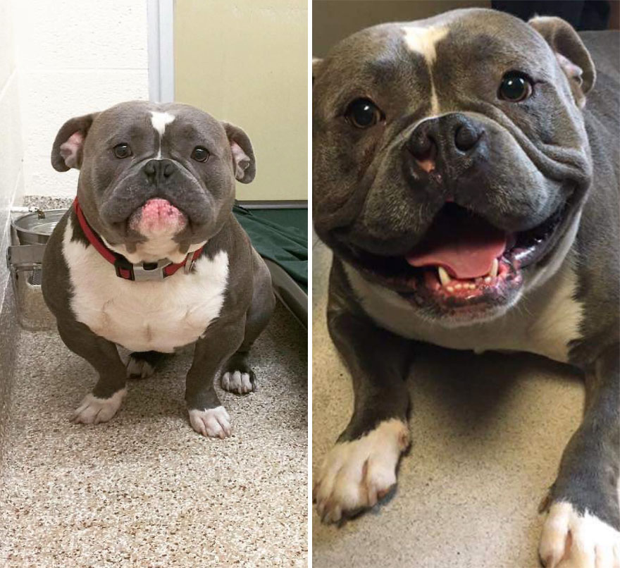 Frank The Tank. Before And After Adoption