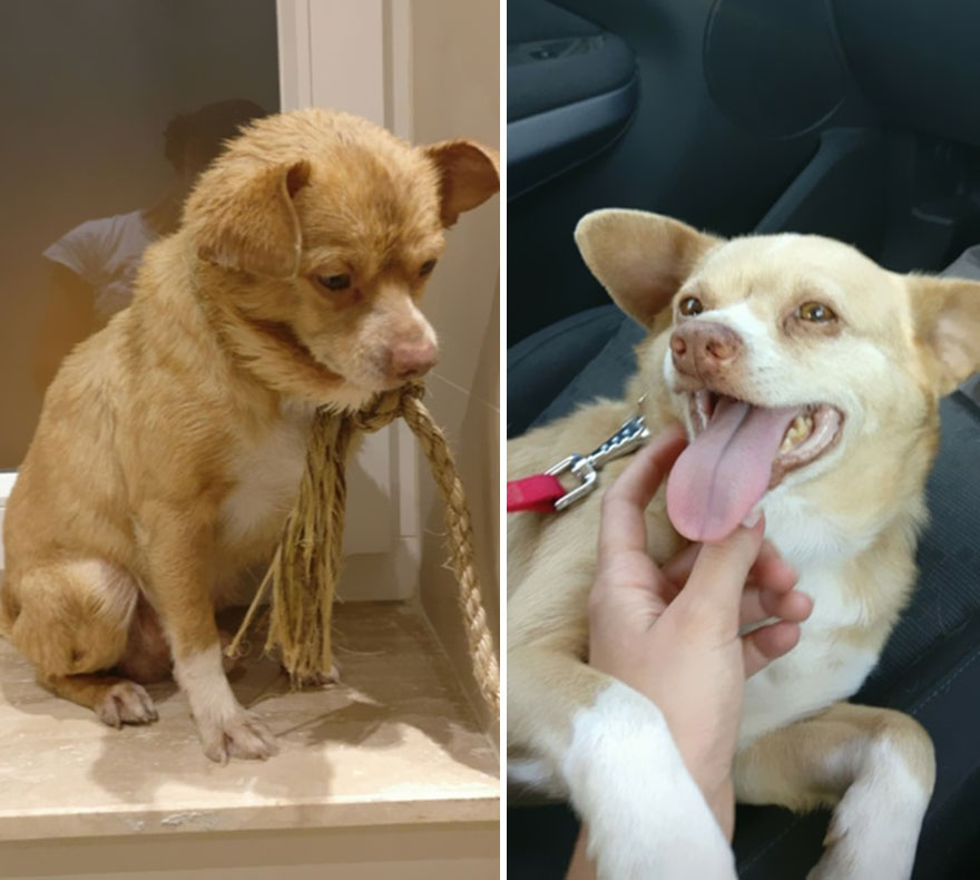 The Night We Found Him On The Street Vs 1 Week After Adoption. Meet Pablo