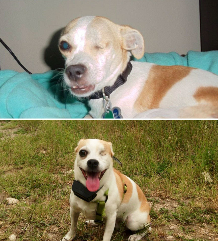 Before And After Adoption... Nacho The One Eyed Dog