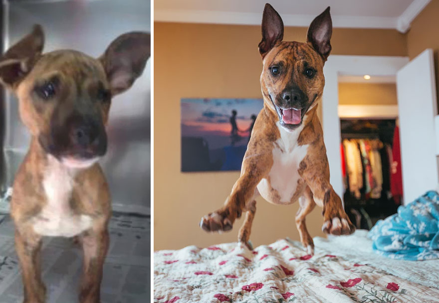 Hank! Abuse Left This Poor Pup With Scars And Timidness, But Now He Smiles Ear-To-Ear