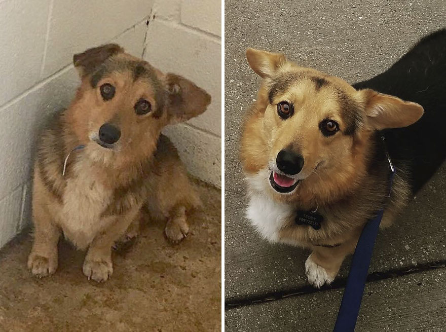 "We Found Teddy’s Shelter Picture And It’s Heartbreaking. We’re So Glad He Came Into Our Lives And Is Letting His Sweet, Goofy Personality Shine! Hopefully He Knows That He’ll Be Safe, Clean, Fed, And Loved For The Rest Of His Life"