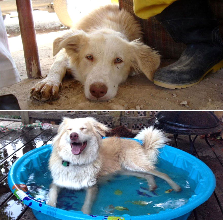 Ripley At Around 6 Months In Iran And Again At Around 1 Year In Her Forever Home In The United States