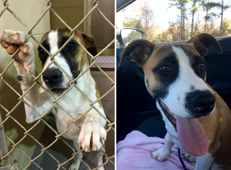 Before And After Adoption