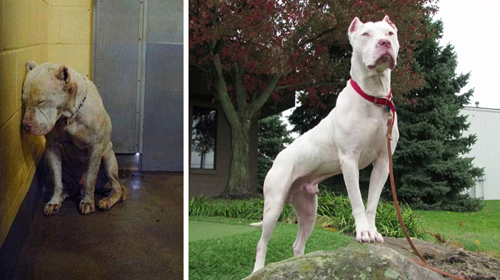 30 Photos Of Dogs Before & After Their Adoption That Will Melt Your Heart