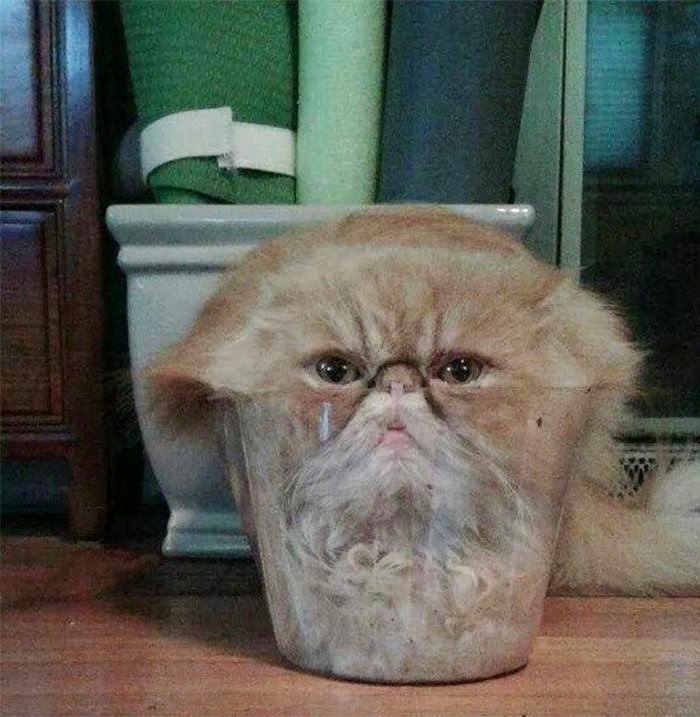 Cat Climbed Into Clear Plastic Flower Pot