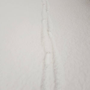 vickykosmidis avatar