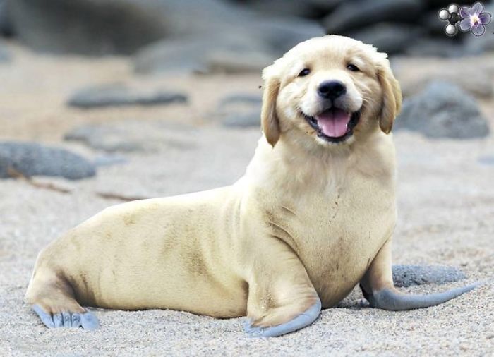 5 Photoshopped Animals You Won&rsquo;t Believe Exist
