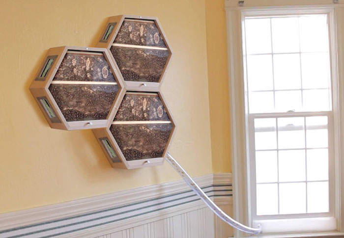 Genius Company Installs Beehives In Your Living Room, And Here's How It Works