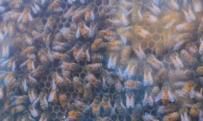 Genius Company Installs Beehives In Your Living Room, And Here's How It Works