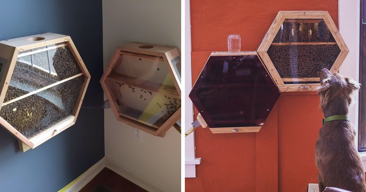 indoors-outdoors-bee-hives-beecosystem-fb12.png