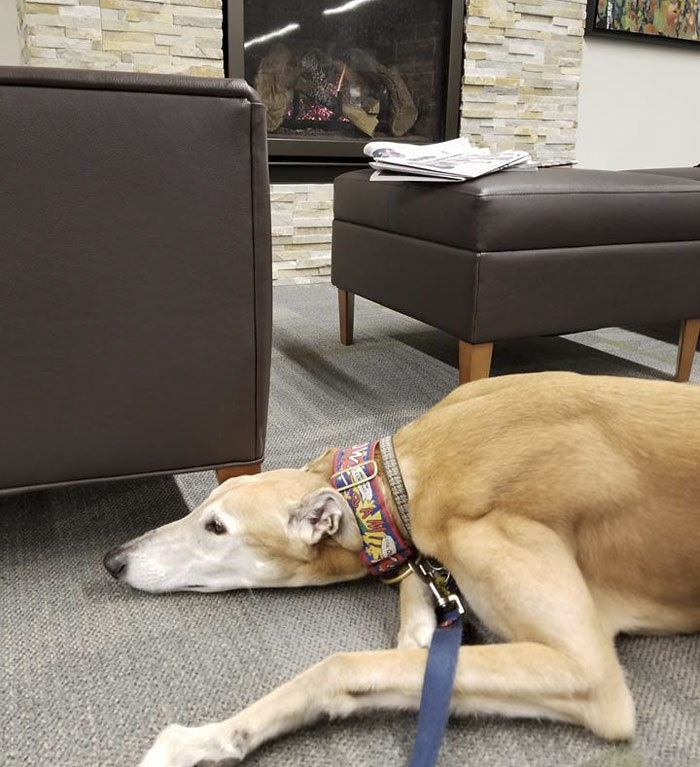 Nobody Shows Up To Read For Retired Greyhound Racer, So Internet Responds In The Best Way