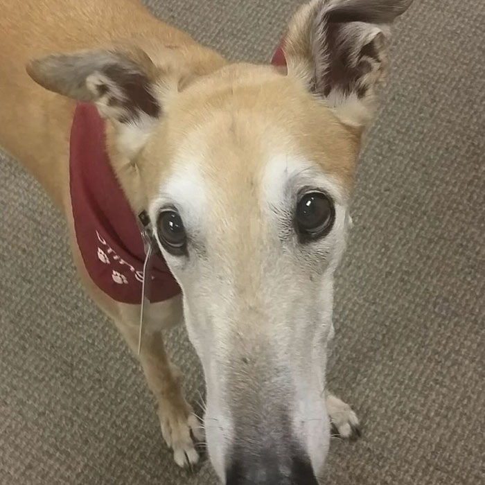Nobody Shows Up To Read For Retired Greyhound Racer, So Internet Responds In The Best Way