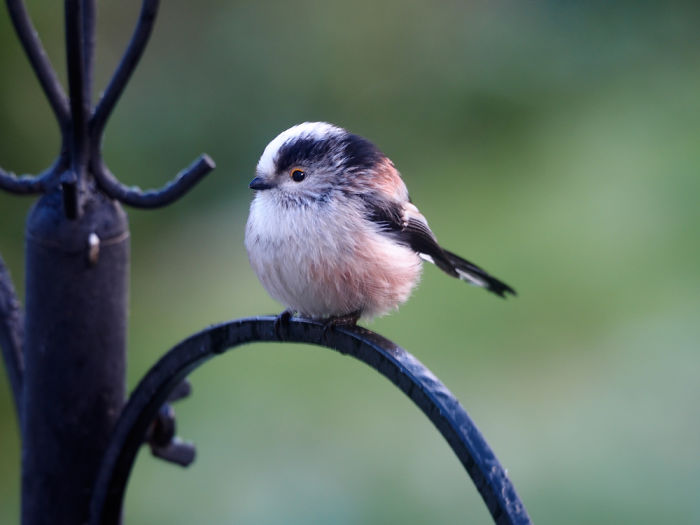I Took These Wildlife Shots From My Living Room Window