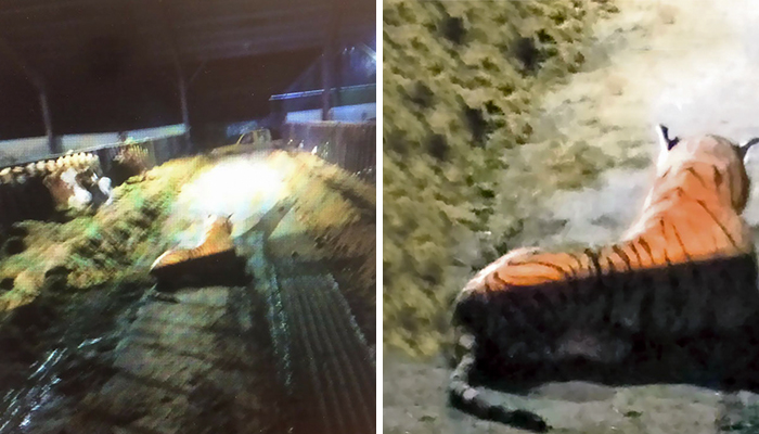 People Are Laughing At Armed Cops Who Had Almost Hour Long Standoff With Tiger Before Realizing It’s A Toy