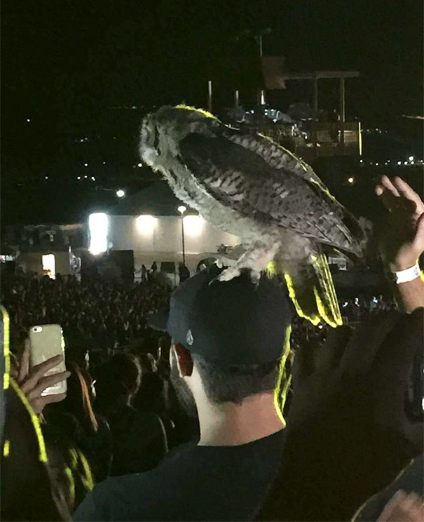 Owl Landed On My Friend's Head At A Luke Bryan Concert