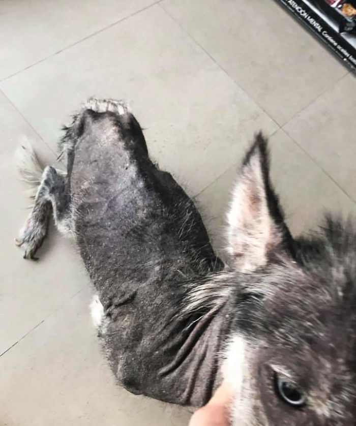 Rescued Husky Goes Through An Incredible Transformation In Just 8 Months  And It's Hard To Believe It's The Same Dog | Bored Panda
