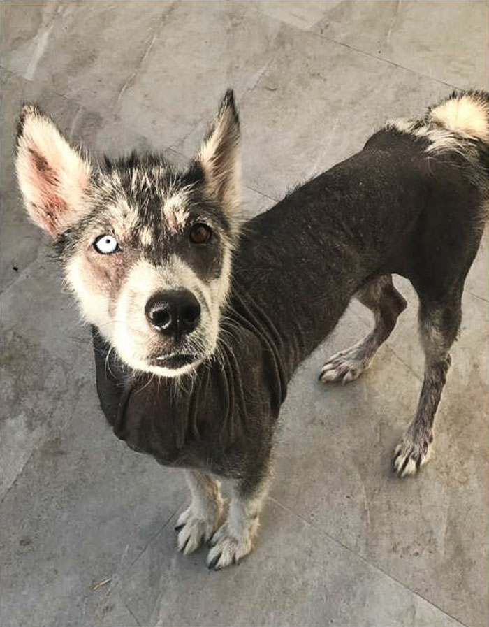 Rescued Husky Goes Through An Incredible Transformation In Just 8 Months And It's Hard To Believe It’s The Same Dog