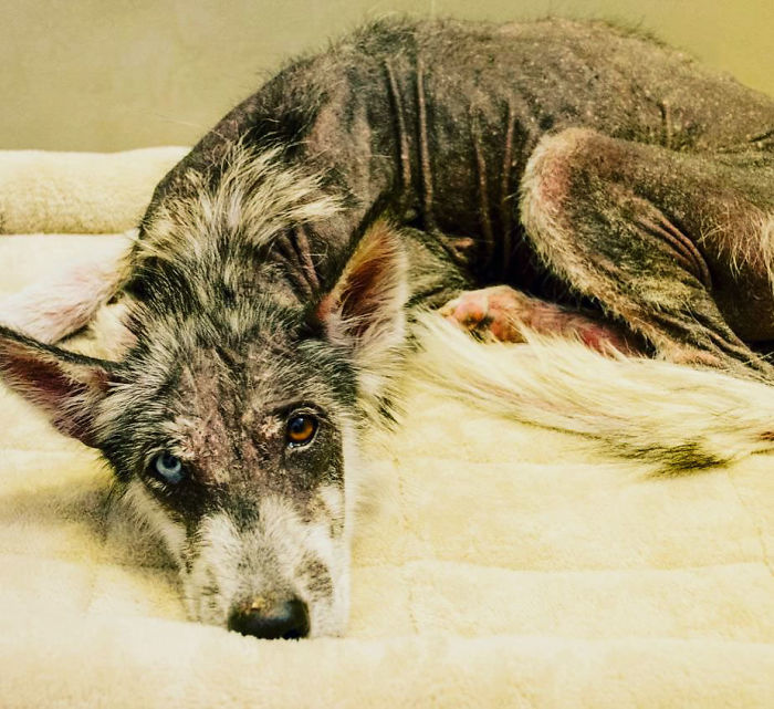 Rescued Husky Goes Through An Incredible Transformation In Just 8 Months And It's Hard To Believe It’s The Same Dog
