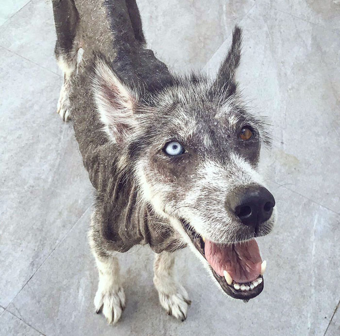 Rescued Husky Goes Through An Incredible Transformation In Just 8 Months And It’s Hard To Believe It’s The Same Dog