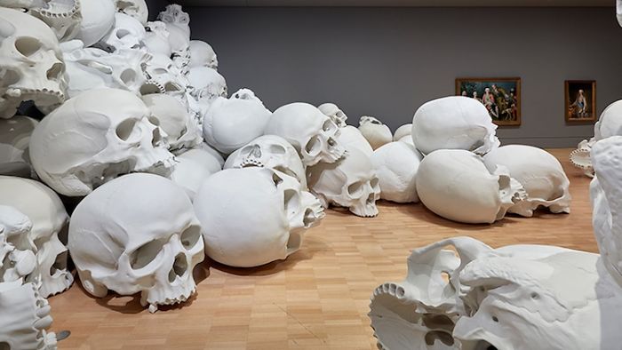 100 Of The Largest Skulls You Have Ever Seen Goes On Display In Australia